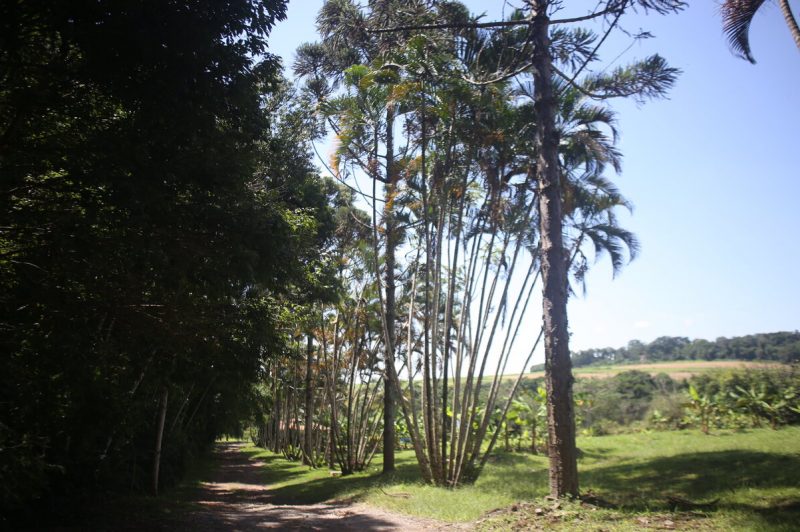 mata nativa
