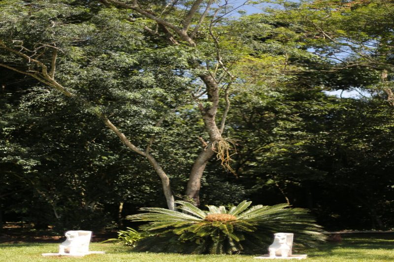 mata nativa